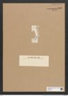 Rhaphoneis petropolitana Grun. (de-Toni-Nr.: Genus 78, Species 2843) Zeichnungen Sammlung Grunow Nr. 5801 (NHMW-BOT-W0374211)